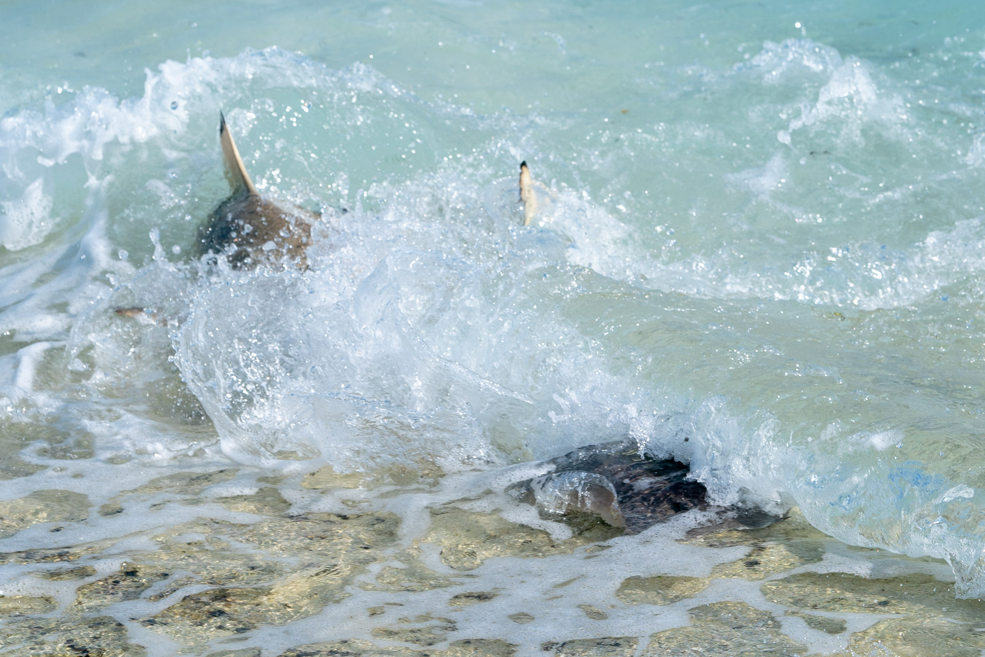 Shark attack
